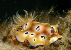 Found on the jetty at Salang, Tioman Island, Malayasia. by Grahame Massicks 